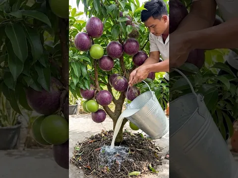 How to grafting star apple tree with banana fruit to produce abundant fruit.#star #Grafting