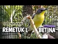 Lagu Suara Burung Remetuk laut (SIUR) BETINA nyiul gacor