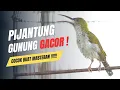 Download Lagu pijantung gunung gacor cocok untuk pancingan dan masteran