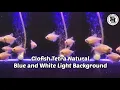 Download Lagu Glofish Tetra Natural - Blue and White Light Background | Falra Fish
