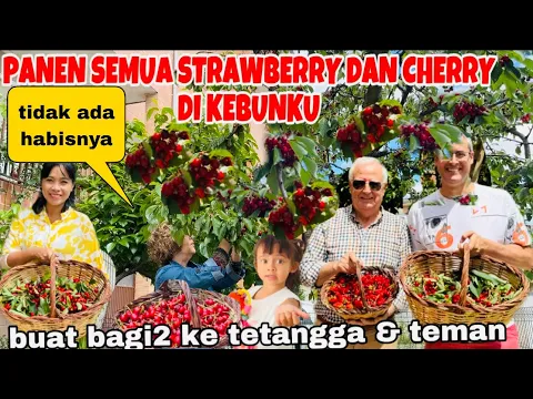 Download MP3 PANEN STRAWBERRY DAN CHERRY DAPAT  2 KRANJANG BUAT BAGI2 KE TETANGGA( BENER2 TIDAK ADA HABISNYA)