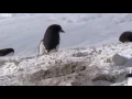 Savage Penguin Gif