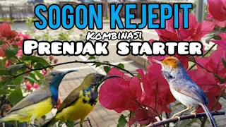 suara pikat sogon kombinasi prenjak starter
