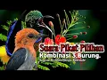 Download Lagu Suara Pikat Burung Sogon. Kolibri Ninja. Kemade. Kombinasi Paling Jitu..