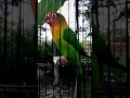 Download Lagu lovebird ngekek 2menit