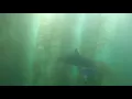 Sharks in Kelp off Brooks Street Laguna Beach