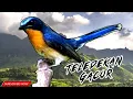 Download Lagu Masteran teledekan Gunung Gacor‼️ Pancingan Emosi untuk Tledekan Gunung Malas Bunyi Agar Aktif lagi