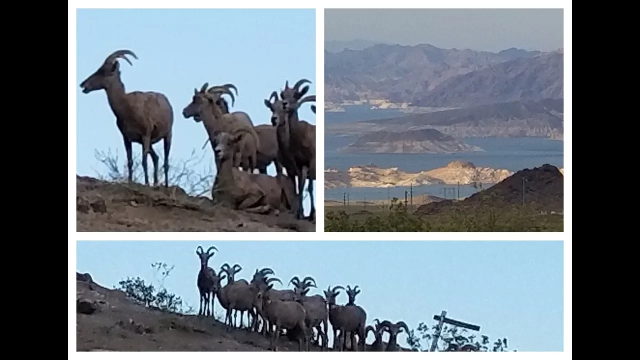 Bighorn Sheep Near Las Vegas, Nv USA   Bighorn sheep at Hemenway Park Boulder City Nevada