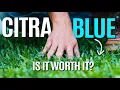 I Installed CitraBlue St Augustine Lawn Is It Worth It Part 2