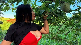 Cosecha de ANONAS en EL SALVADOR 🇸🇻 