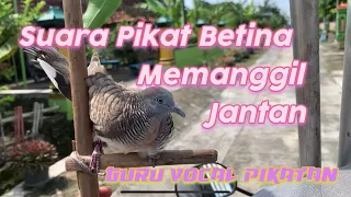 suara mp3 perkutut pikatan betina