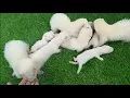 FRIENDLY FERRET FOR SALE IN DELHI GURGAON NOIDA GHAZIABAD JAIPUR