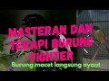 Download Lagu MASTERAN DAN TERAPI UNTUK SEMUA BURUNG FIGHTER CUCAk IJO MURAI BATU KACER CENDET