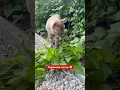 Download Lagu Брюс и теннисный мяч😜 #cat #веселыекоты #бенгалы #котик #животные #bengali #кот #моякошка #котята