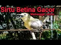 Lagu SIRTU BETINA GACOR BIRAHI MEMANGGIL JANTAN - BIKIN SIRTU GACOR NYAUT SEMUA