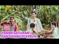Download Lagu PANEN SAYURAN DAN JUAL SAYUR KELILING DI KAMPUNG
