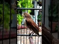 Download Lagu pentet macan #kicaumonster #pentet #pentettrotol #cendet #birds #cendet #suaraburung #2023