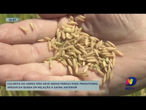 Colheita do arroz não deve gerar perdas para produtores, apesar da queda em relação a safra anterior