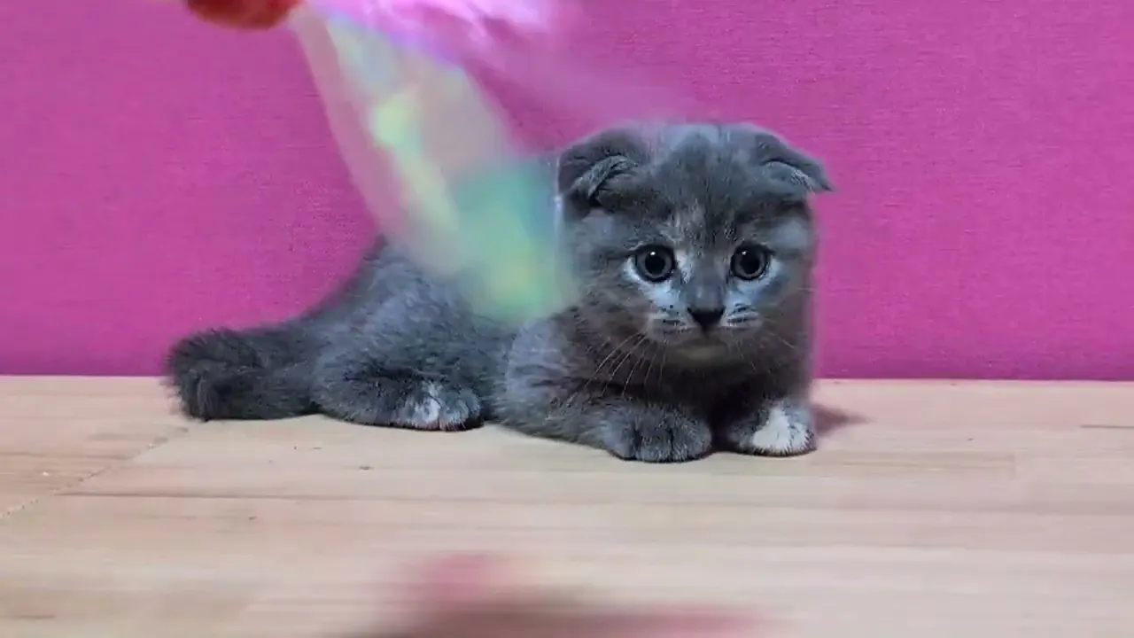 動画