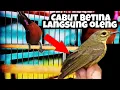 Download Lagu DURASI PENDEK cocok buat memancing konin biar CEPET GACOR
