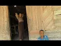 Download Lagu BELUM KAWIN JANGAN TONTON NANTI BASAH.!! KEHIDUPAN SUKU JAWA DESA TERPENCIL JAWA TENGAH
