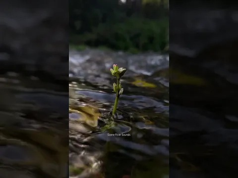 Relaxing sounds of flowing rivers and birds chirping soothe the mind #shortvideo #shortfeed