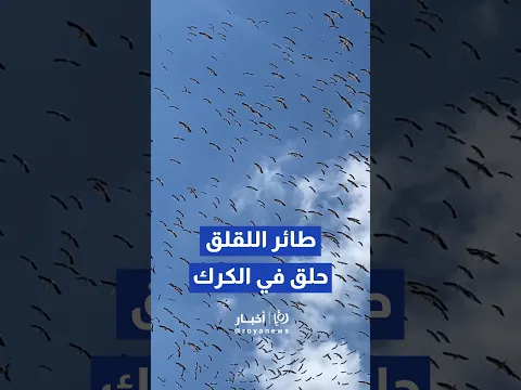 توثيق عبور أسراب ضخمة من طيور اللقلق الأبيض في سماء الكرك مع بدء الهجرة الخريفية #shorts #short