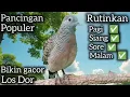Download Lagu PANCINGAN PERKUTUT PALING POPULER BIKIN GACOR DAN MANGGUNG LOS DOR. 