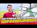 Download Lagu [CI PHD] Cucak Ijo Banyuwangi CAK IJO PDH MR. AMIR settingan cak ijo banyuwangi BEBECI IJO HoBi ID