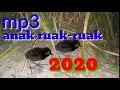 Download Lagu Suara anak ruak ruak,keruak memanggil induk nya