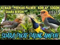 Lagu Suara pikat burung KEMADE, PRENJAK KEPALA MERAH, KORLAP, SOGON!! MP3 100% AMPUH