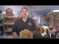 Caring for your pet in a holistic way - full show