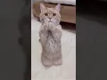 Download Lagu Funny Cat Dance. #shorts #trending #viral #catdance