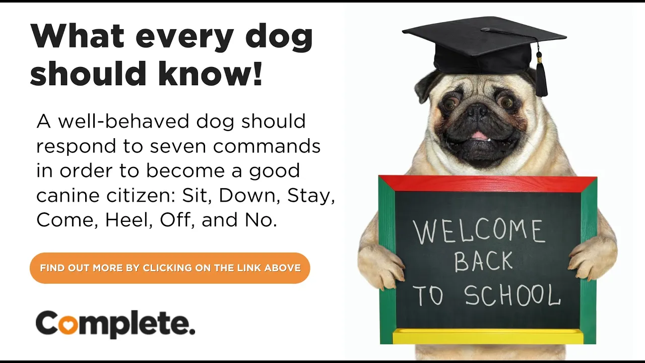 What Every Dog Should Know