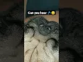 Pug snoring