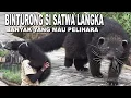 Download Lagu BINTURONG, SATWA LANGKA YANG BANYAK PENGGEMARNYA