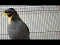 Download Lagu BURUNG JALAK KEBO BISA NGOMONG BISA BATUK DAN UCAP SALAM