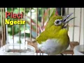 Download Lagu Pleci Ngecir Merangsang Birahi Pleci Agar Bunyi dan Buka paruh