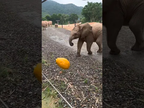 little cute elephant for hungry 🤗💖#shorts #ytshorts #funny #animals #elephant