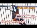 Download Lagu suara anis macan di sertai gemricik air untuk terapi semua jenis burung anis.
