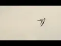 Hummingbird - Cocoon (clip)