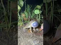 Download Lagu Sound Of Frog. Bunyi Katak. Suara Kodok #shorts #frog #feedshorts #suarakodok