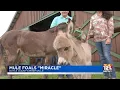 Mule Foals Miracle