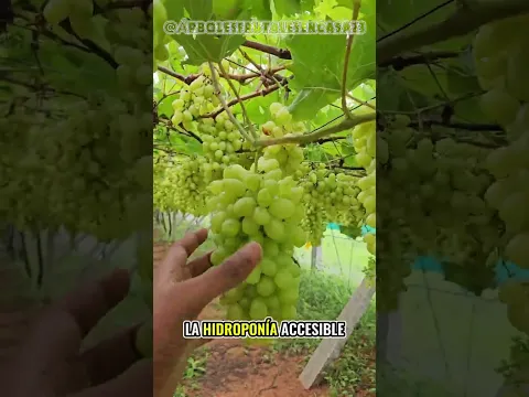 Cuando entendí que producir mi propia comida era posible, mi forma de pensar cambió