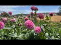 Lagu Seed saving and seed sowing, Blooms on the Hill