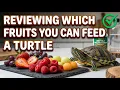 What Fruits Can Turtles Eat Feeding Fruit to My Turtle