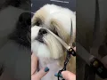 Shih Tzu Haircut