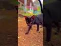 Download Lagu Cinematic HD Jernih Kucing ( Cinematic Cat HD Clear)
