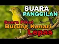Lagu SUARA PIKAT KENARI SUARA PEMANGGIL KENARI LEPAS