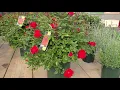 Download Lagu Rosa Kolorscape® 'Milano' // 👌Superior Disease Resistant, Easy to Grow, BEAUTIFUL Red Rose